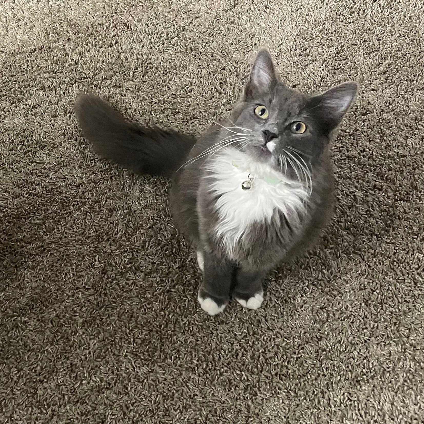Felix