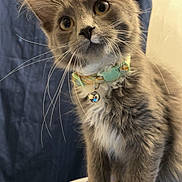 Felix is registered to the contest to win money with this photo: cat, kitten, gray_cat, white_paws, collar, bell, curious, pet, indoor, closeup, feline, whiskers, ears, fur, animal, domestic_animal, blue_surface, background_curtain, head_tilt, young_cat