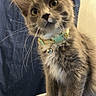 animal, background_curtain, bell, blue_surface, cat, closeup, collar, curious, domestic_animal, ears, feline, fur, gray_cat, head_tilt, indoor, kitten, pet, whiskers, white_paws, young_cat