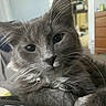 Felix is registered to the contest to win money with this photo: cat, gray_cat, whiskers, indoor, pet, closeup, feline, fluffy, domestic_animal, relaxed, fur, animal_face, cute, home, dresser, furniture, eyes, resting, cozy