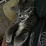 Felix is registered to the contest to win money with this photo: cat, sleeping, gray_cat, white_fur, pet, indoor, close_up, relaxed, cozy, feline, whiskers, paw, human_arm, nap, soft_fur, resting, domestic_animal, cute, animal, companion