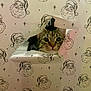Momo joined the competition — help win amazing prizes! cat, kitten, wrapping_paper, santa, hole, peeking, curious, wide_eyes, close_up, indoor, holiday, christmas, gift_wrap, paper, tear, whiskers, tabby, pattern, festive, portrait