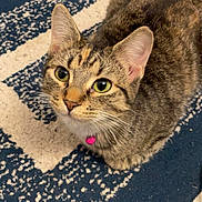 Momo is registered to the contest to win money with this photo: cat, tabby_cat, pet, indoor, rug, blue_rug, green_eyes, whiskers, pink_collar, collar_tag, loaf_position, close_up, portrait, fur, ears, curious, looking_up, floor, wall, domestic_animal