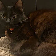 Jupiter joined the competition — help win amazing prizes! bedroom, bell, black_cat, carpet, cat, close_up, collar, curled, cute, domestic_animal, eyes, fur_texture, furniture, furry, indoor, paw, pet, portrait, sitting, whiskers