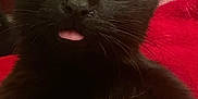 Jupiter joined the competition — help win amazing prizes! black_cat, kitten, blep, tongue, close_up, portrait, fur, whiskers, wide_eyes, eyes, ears, nose, indoor, blanket, red_blanket, pet, cute, cozy, curious, animal