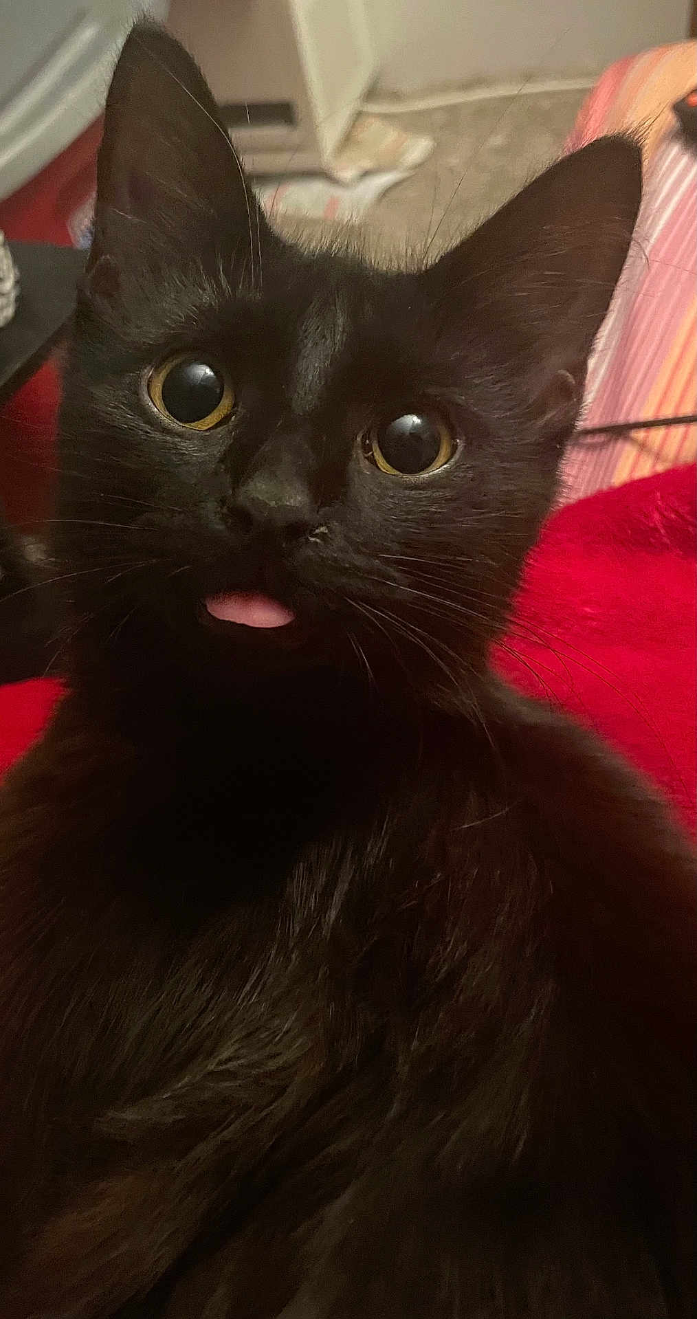 Jupiter joined the competition — help win amazing prizes! black_cat, kitten, blep, tongue, close_up, portrait, fur, whiskers, wide_eyes, eyes, ears, nose, indoor, blanket, red_blanket, pet, cute, cozy, curious, animal