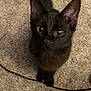 Jupiter joined the competition — help win amazing prizes! cat, kitten, black_cat, pet, indoor, carpet, big_eyes, whiskers, ears, tail, looking_up, curious, cable, close_up, portrait, fur, paws, domestic_animal, playful, home