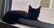 Jupiter is registered to the contest to win money with this photo: backlit, black_cat, calm, cat, domestic_animal, ears, fur, home, house_siding, indoor, kitten, pet, portrait, resting, screen, silhouette, sleepy, whiskers, window, windowsill