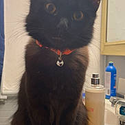 Jupiter joined the competition — help win amazing prizes! cat, black_cat, pet, feline, portrait, collar, bell, whiskers, ears, amber_eyes, bathroom, sink, toiletries, bottle, mirror, countertop, indoor, fur, sitting, closeup