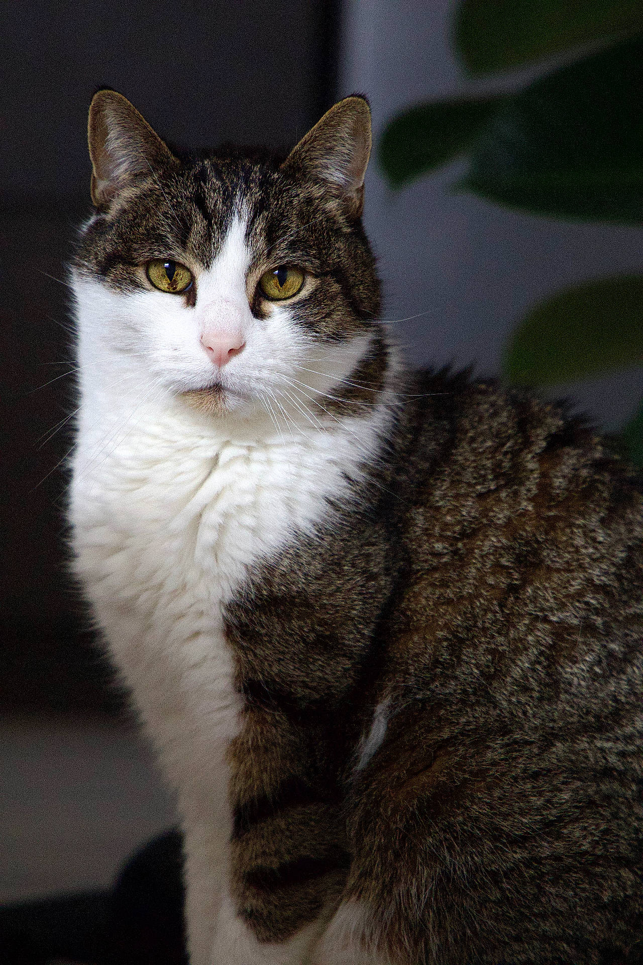 Horus a rejoint le concours — aidez-le/la à gagner de superbes lots ! abyssinian, angora, animal, cat, kitten, manx, pet, siamese