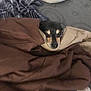 Mary Jane is registered to the contest to win money with this photo: dog, blanket, bed, pillow, sleepy, cozy, indoor, brown, black, tan, pet, resting, comfort, animal, fur, snug, relaxed, face, cute, domestic
