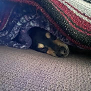 Mary Jane is registered to the contest to win money with this photo: dog, blanket, cozy, sleeping, couch, knitted, texture, indoor, pet, resting, cute, fur, snuggled, animal, relaxing, home, comfort, brown, black, soft