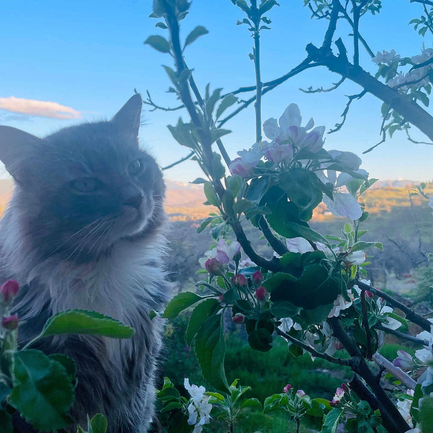 Snoot is registered to the contest to win money with this photo: cat, flower, blossom, branch, leaf, outdoor, nature, sky, sunset, animal, pet, greenery, scenic, plant, spring, feline, fur, cute, landscape, calm