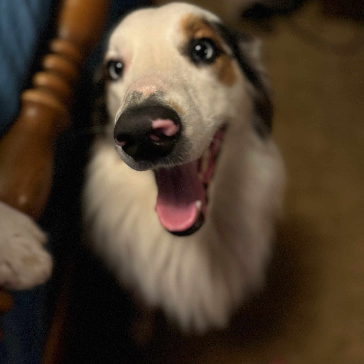 Baluee joined the competition — help win amazing prizes! accessories, animal, baby, bodypart, canine, collie, couch, dog, eskimodog, hound, husky, labradorretriever, mouth, person, pet, puppy, snout, strap, teeth, tongue