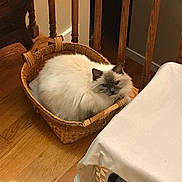 Blueberry Jam joined the competition — help win amazing prizes! animal, basket, cat, cozy, curious, ears, face, fluffy, furniture, home, indoor, light, looking, pet, railing, resting, table, tablecloth, wooden_floor, woven
