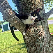 Sylvester joined the competition — help win amazing prizes! cat, black_and_white, tree, branch, outdoor, grass, sunlight, nature, animal, pet, curious, green, daylight, whiskers, ears, tail, feline, mammal, closeup, playful
