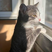 Ruby a rejoint le concours — aidez-le/la à gagner de superbes lots ! cat, gray_cat, white_cat, window, sunlight, indoor, pet, animal, feline, curious, looking_out, paw_on_window, side_view, domestic_cat, whiskers, ears, nose, reflection, shadow, peaceful