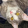 Ruby participe au concours pour gagner de l'argent avec cette photo : cat, close_up, pet, feline, whiskers, golden_eyes, pink_nose, gray_fur, white_fur, curious, soft_texture, indoor, animal, cute, portrait, laying_down, ears, face, fur, domestic_cat