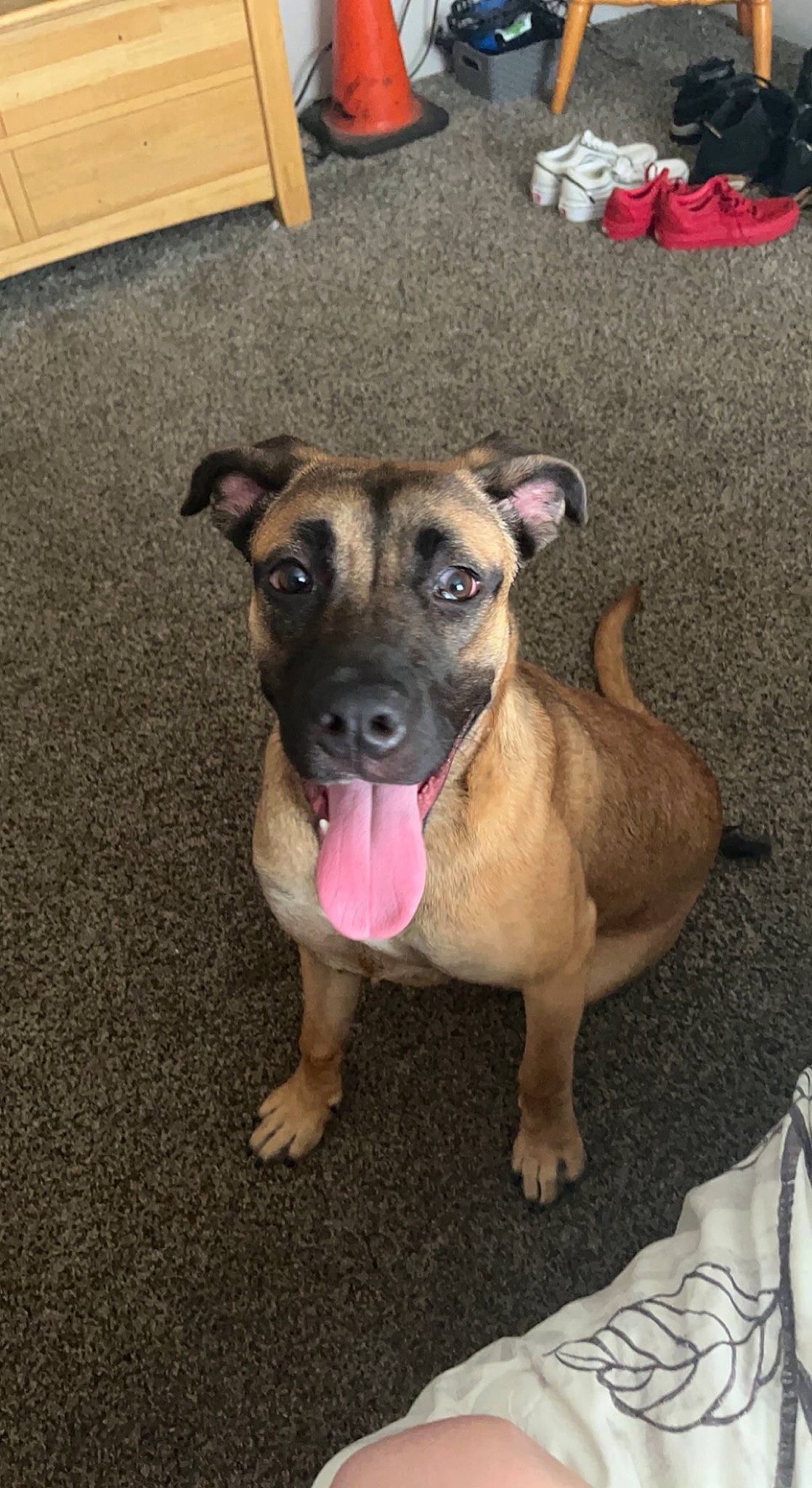 Nova joined the competition — help win amazing prizes! ancient_dog_breeds, canidae, carnivore, companion_dog, dog, dog_breed, fawn, guard_dog, molosser, non_sporting_group, paw, pet_supply, puppy, snout, sporting_group, terrestrial_animal, toy_dog, whiskers, working_animal, working_dog