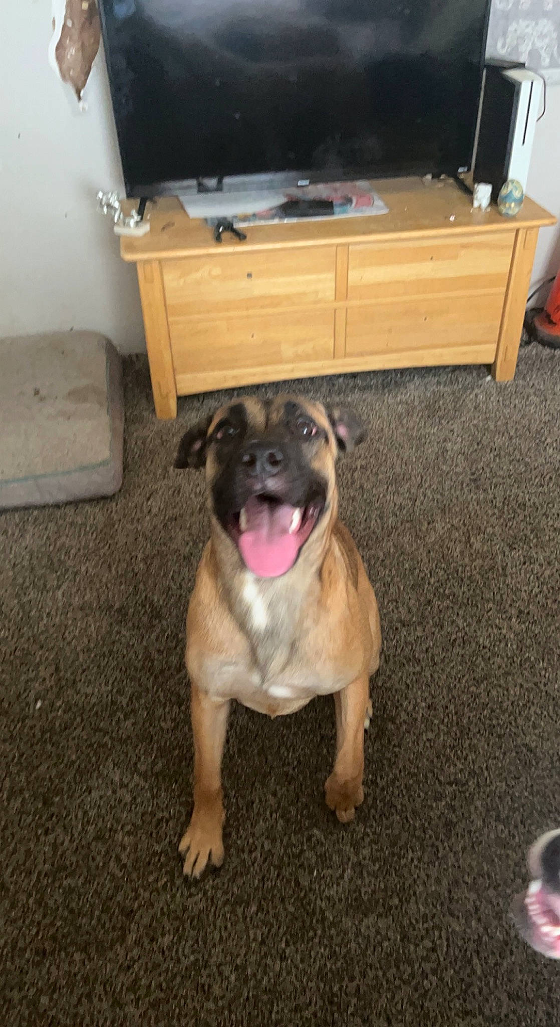 Nova joined the competition — help win amazing prizes! cabinetry, canidae, carnivore, chest_of_drawers, companion_dog, dog, dog_breed, door_mat, drawer, fawn, flooring, fur, hardwood, living_room, mat, room, sporting_group, table, television, wood