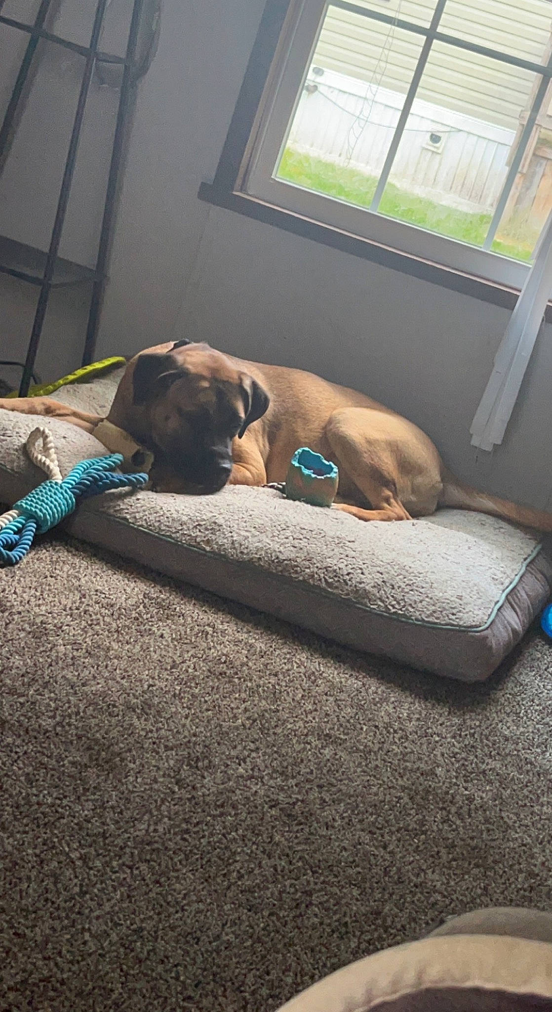 Nova joined the competition — help win amazing prizes! canidae, carnivore, comfort, companion_dog, dog, dog_breed, dog_supply, fawn, floor, flooring, hardwood, linens, room, sporting_group, tints_and_shades, watch, window, window_blind, wood, working_animal