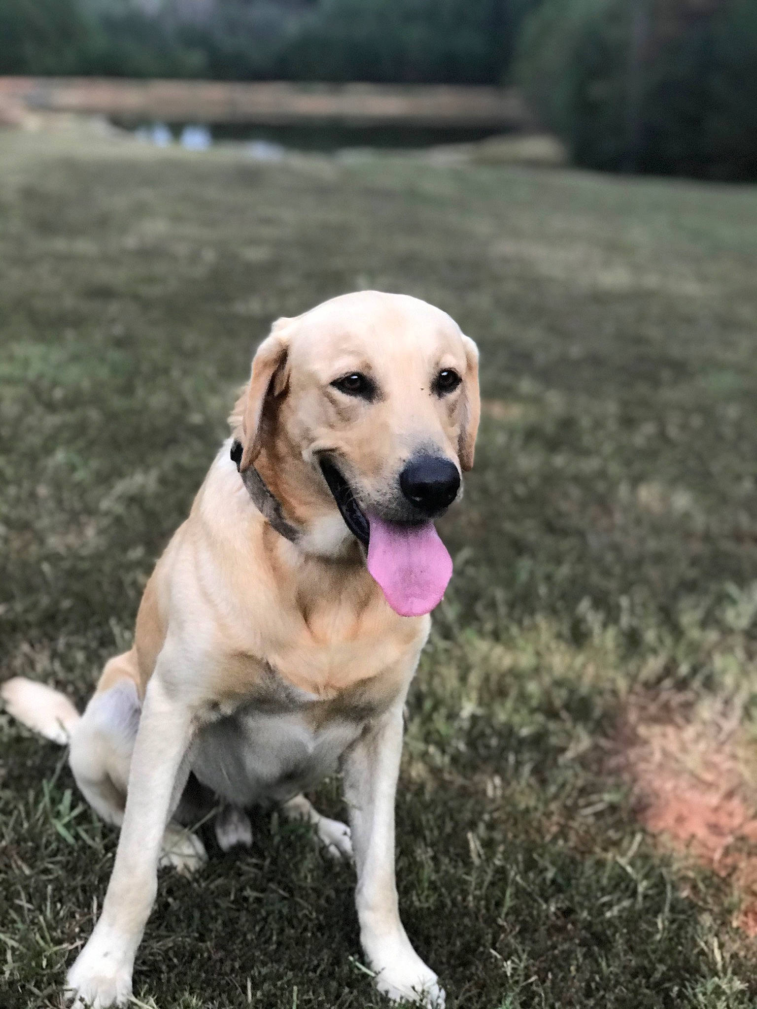 Sambo is registered to the contest to win money with this photo: beagador, canidae, carnivore, companion_dog, dog, dog_breed, fawn, golden_retriever, grass, hunting_dog, labrador_retriever, mammal, pointing_breed, puppy, retriever, snout, sporting_group, tail, vertebrate, working_dog