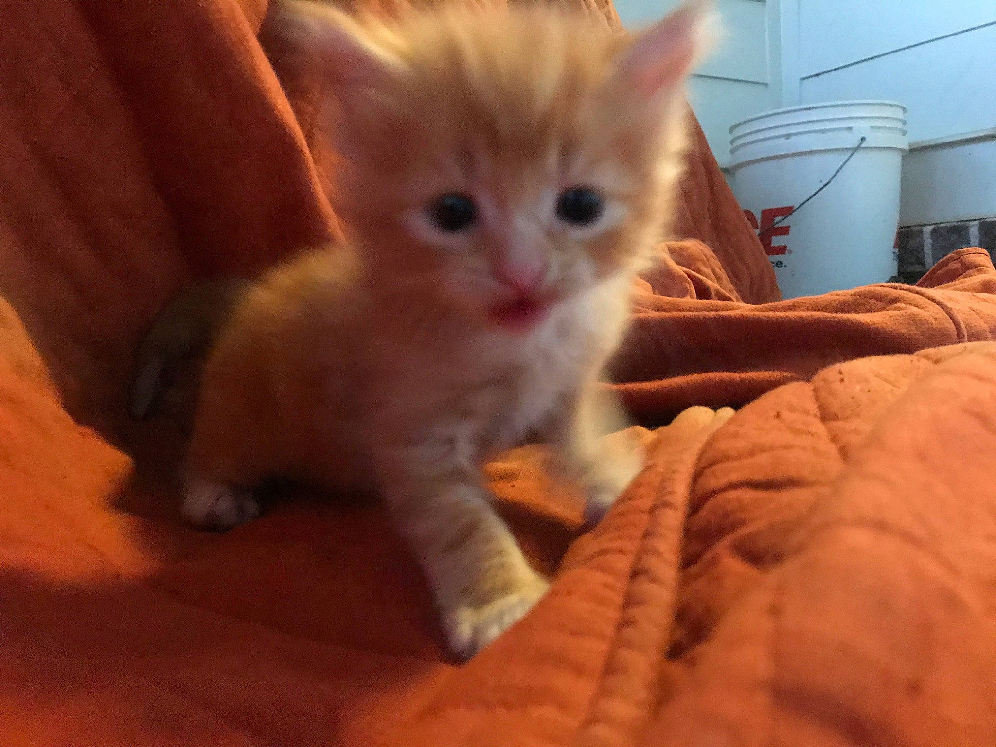 Elvis is registered to the contest to win money with this photo: asian, carnivore, cat, domestic_short_haired_cat, european_shorthair, eye, fawn, felidae, german_rex, kitten, mammal, munchkin, nose, ojos_azules, skin, small_to_medium_sized_cats, snout, turkish_van, vertebrate, whiskers