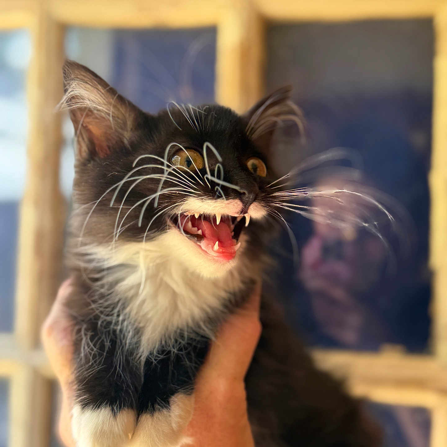 George joined the competition — help win amazing prizes! animal, black_and_white, blurred_background, close_up, curious, cute, expression, feline, fur, hand, holding, indoor, kitten, open_mouth, pet, portrait, sharp_teeth, whiskers, window, young_cat