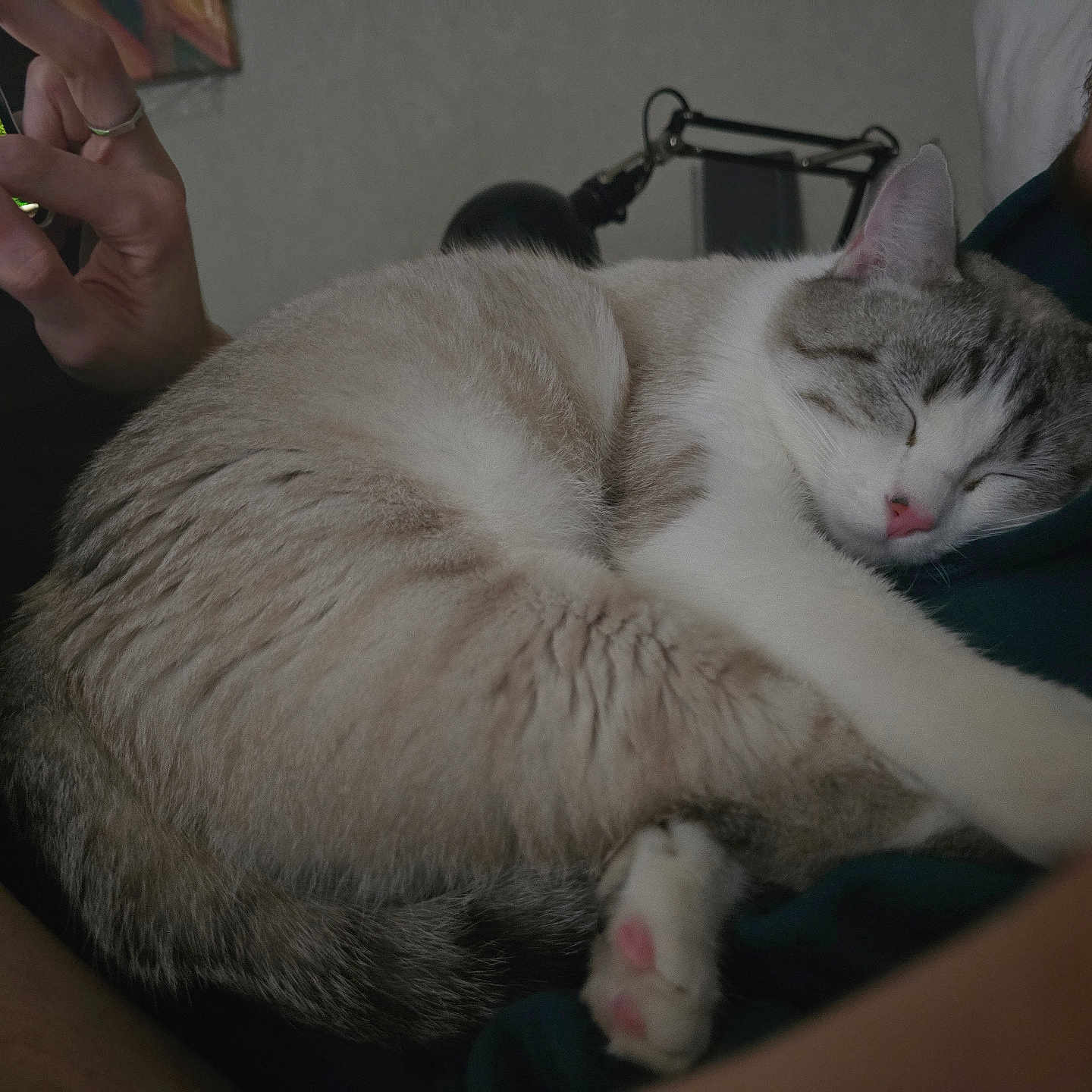Whiskey participe au concours pour gagner de l'argent avec cette photo : beard, casual, cat, closeup, comfort, cozy, dark_background, feline, fur, hand, indoor, lamp, nap, person, pet, phone, pink_paw_pads, relaxing, sleeping, technology