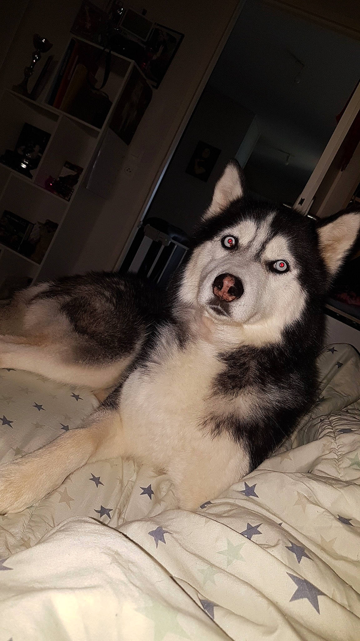 Inouk participe au concours pour gagner de l'argent avec cette photo : alaskan_klee_kai, alaskan_malamute, canadian_eskimo_dog, canidae, carnivore, dog, dog_breed, mammal, miniature_siberian_husky, native_american_indian_dog, northern_inuit_dog, nose, sakhalin_husky, seppala_siberian_sleddog, siberian_husky, sled_dog, snout, tamaskan_dog, vertebrate, wolfdog