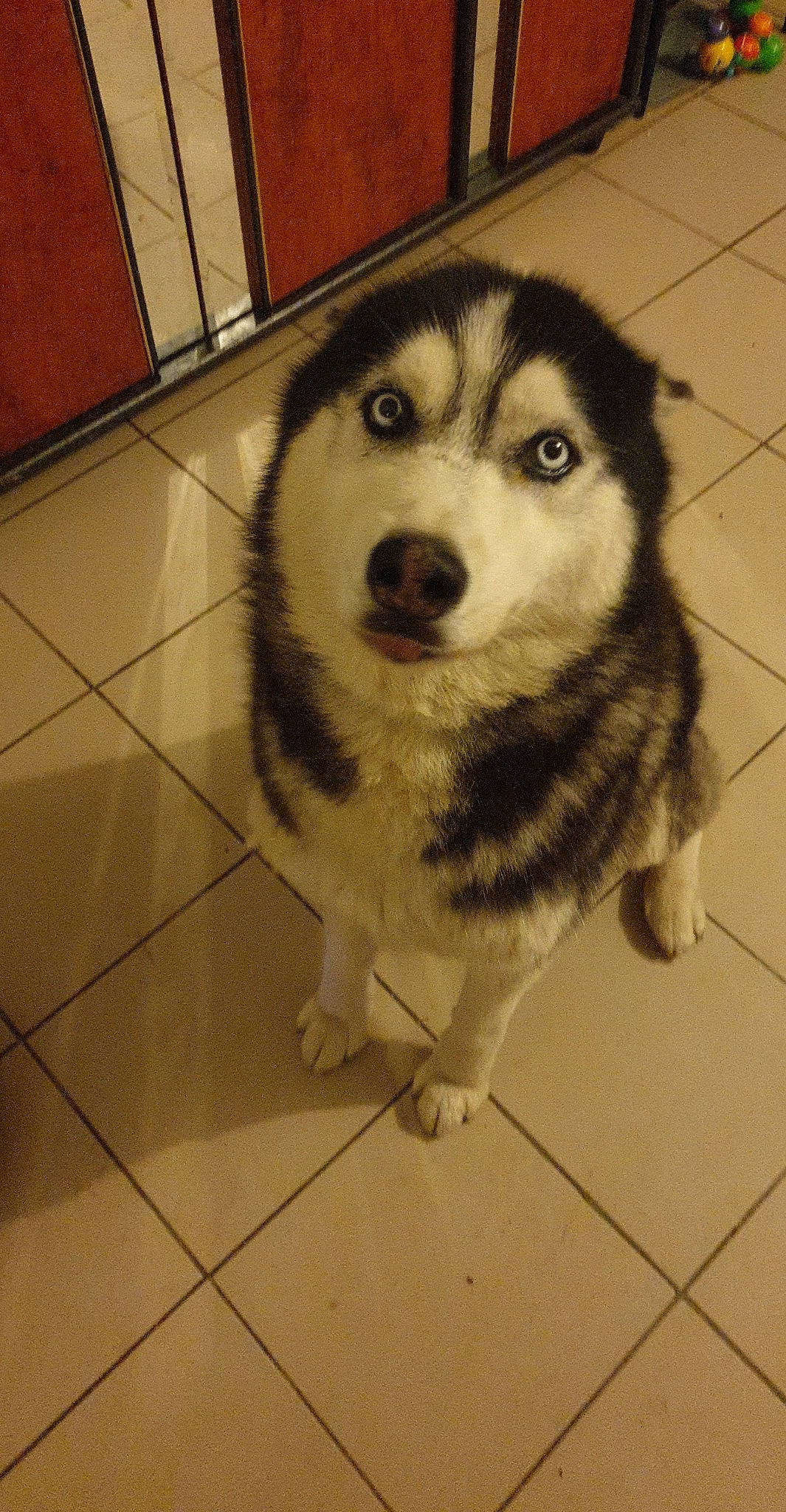 Inouk a rejoint le concours — aidez-le/la à gagner de superbes lots ! alaskan_malamute, canadian_eskimo_dog, canidae, carnivore, dog, dog_breed, mammal, miniature_siberian_husky, native_american_indian_dog, nose, saarloos_wolfdog, sakhalin_husky, seppala_siberian_sleddog, siberian_husky, sled_dog, snout, tamaskan_dog, vertebrate, wolfdog, working_dog