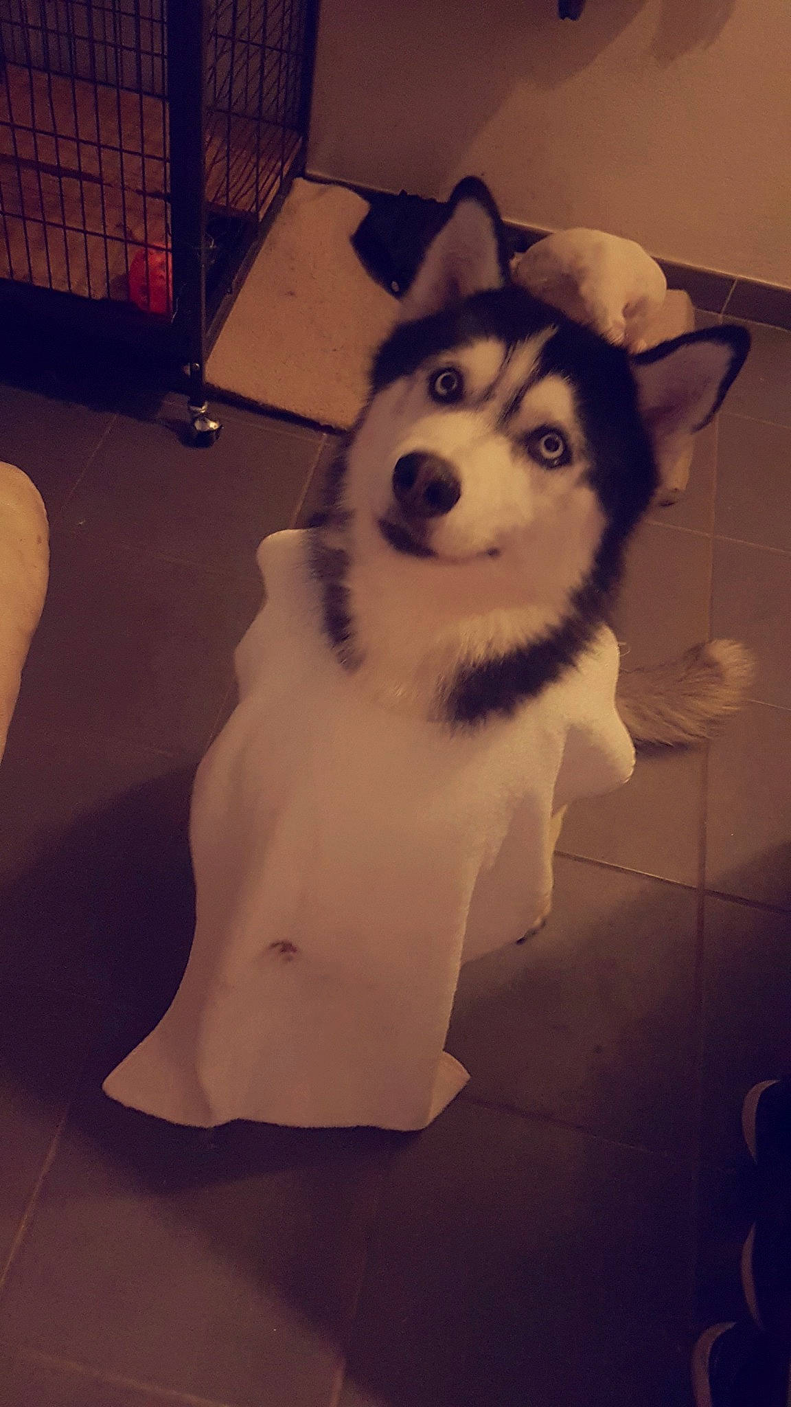 Inouk participe au concours pour gagner de l'argent avec cette photo : alaskan_malamute, ancient_dog_breeds, canadian_eskimo_dog, canidae, carnivore, dog, dog_breed, mammal, miniature_siberian_husky, native_american_indian_dog, rare_breed_dog, sakhalin_husky, seppala_siberian_sleddog, siberian_husky, sled_dog, snout, vertebrate, west_siberian_laika, wolfdog, working_dog