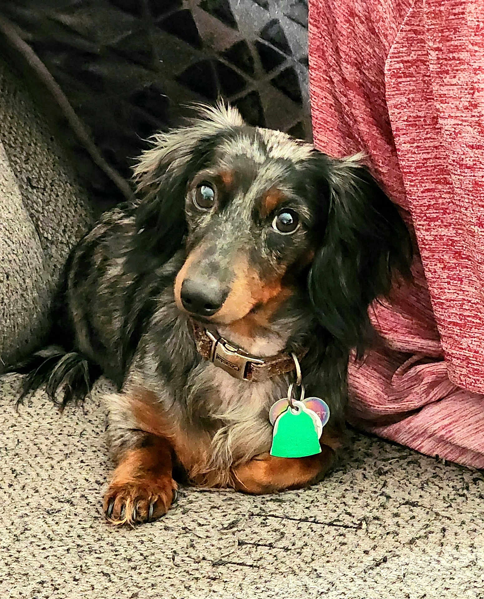 Magick joined the competition — help win amazing prizes! animal, black, brown, carpet, closeup, collar, cozy, cute, dachshund, dog, ears, fabric, fur, indoor, looking_up, paw, pet, resting, tags, texture