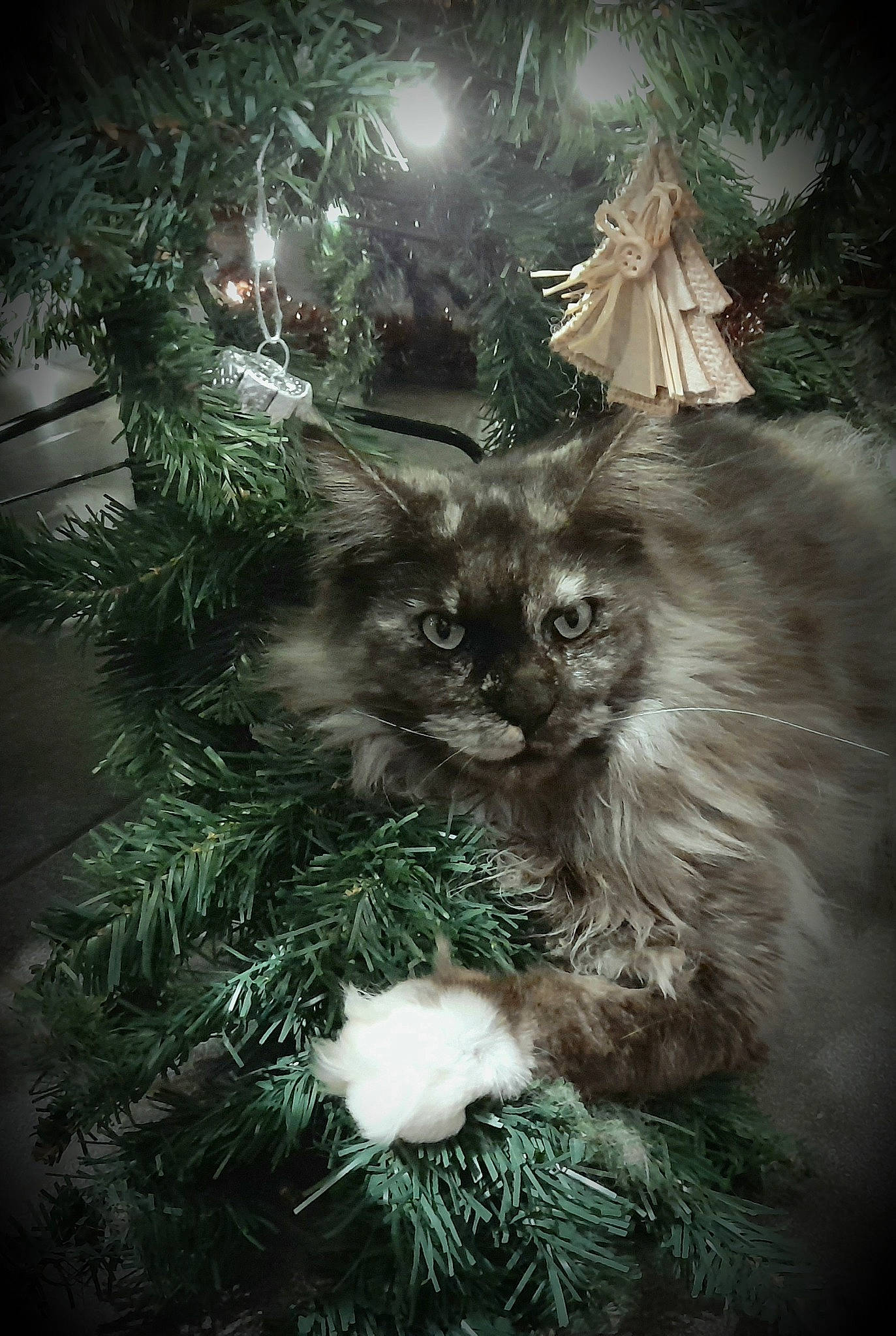 Pandorra a rejoint le concours — aidez-le/la à gagner de superbes lots ! carnivore, cat, christmas_decoration, christmas_ornament, christmas_tree, conifer, darkness, event, evergreen, fawn, felidae, fur, holiday_ornament, ornament, plant, small_to_medium_sized_cats, snout, tree, twig, whiskers