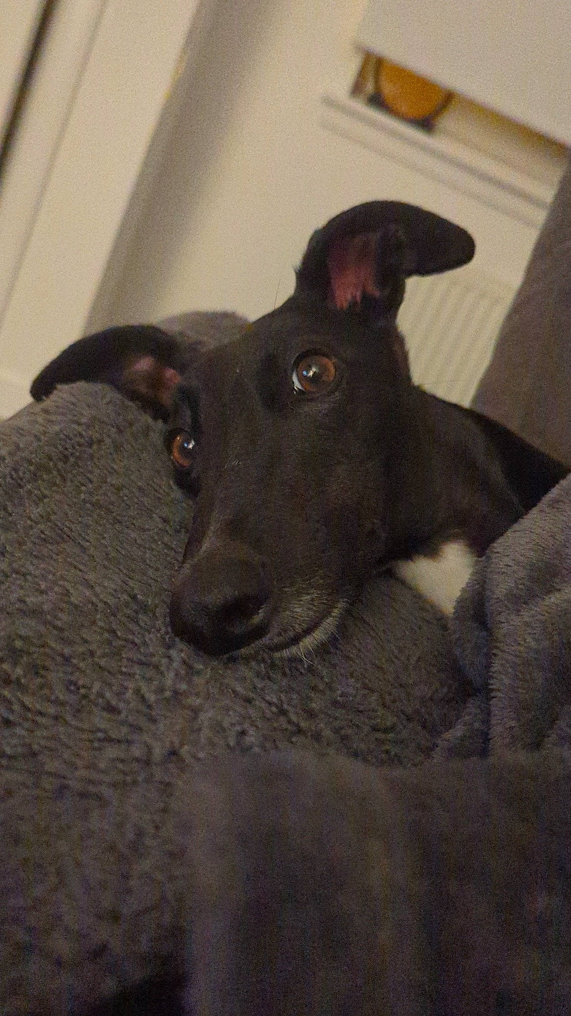 Bunny is registered to the contest to win money with this photo: canidae, carnivore, companion_dog, dog, dog_breed, ear, fur, grey, guard_dog, non_sporting_group, puppy, snout, sporting_group, terrestrial_animal, toy_dog, whiskers, wood, working_animal