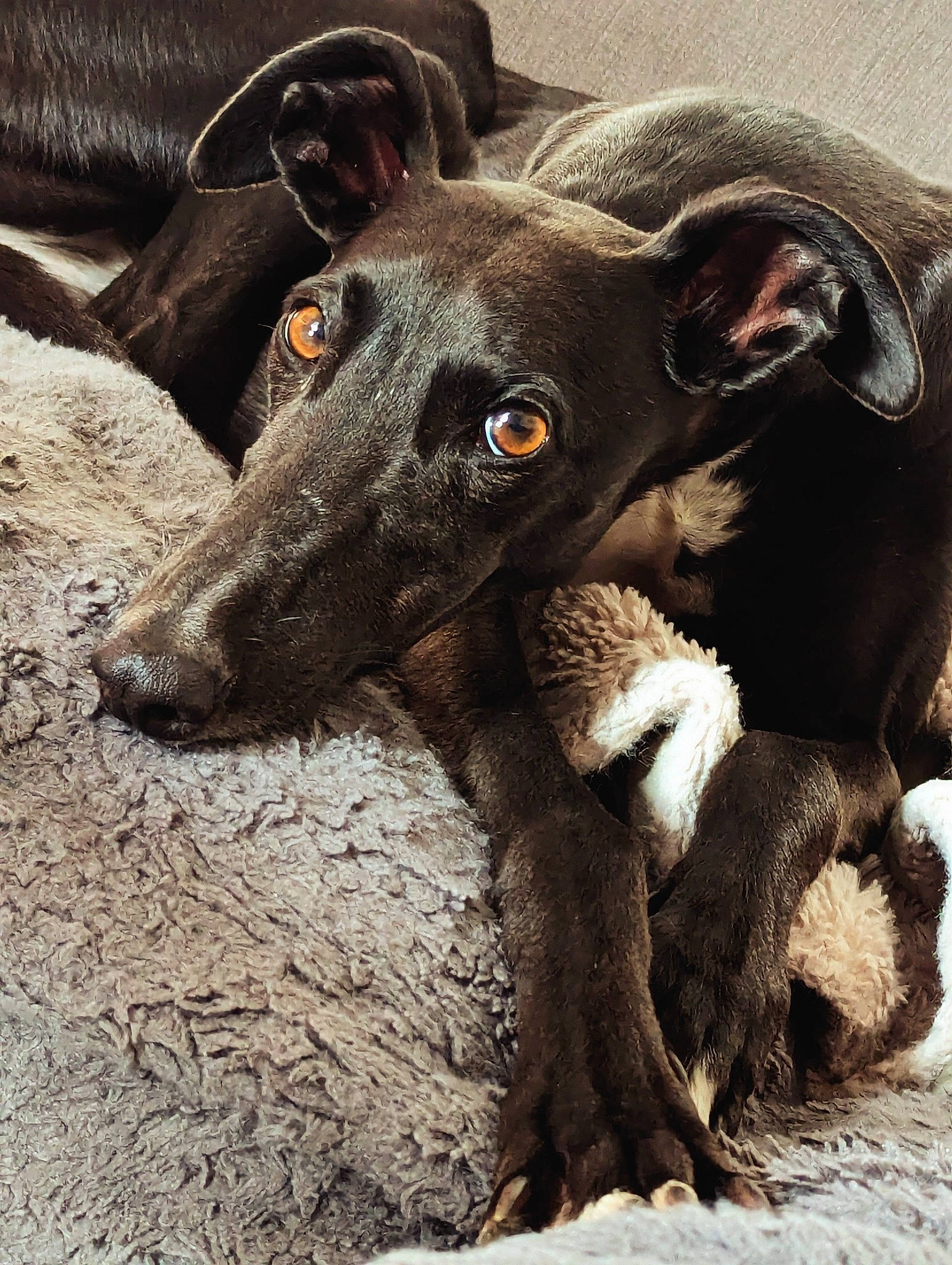 Bunny is registered to the contest to win money with this photo: borador, canidae, carnivore, companion_dog, dog, dog_breed, fawn, fur, hunting_dog, liver, non_sporting_group, snout, sporting_group, street_dog, terrestrial_animal, whiskers, working_animal