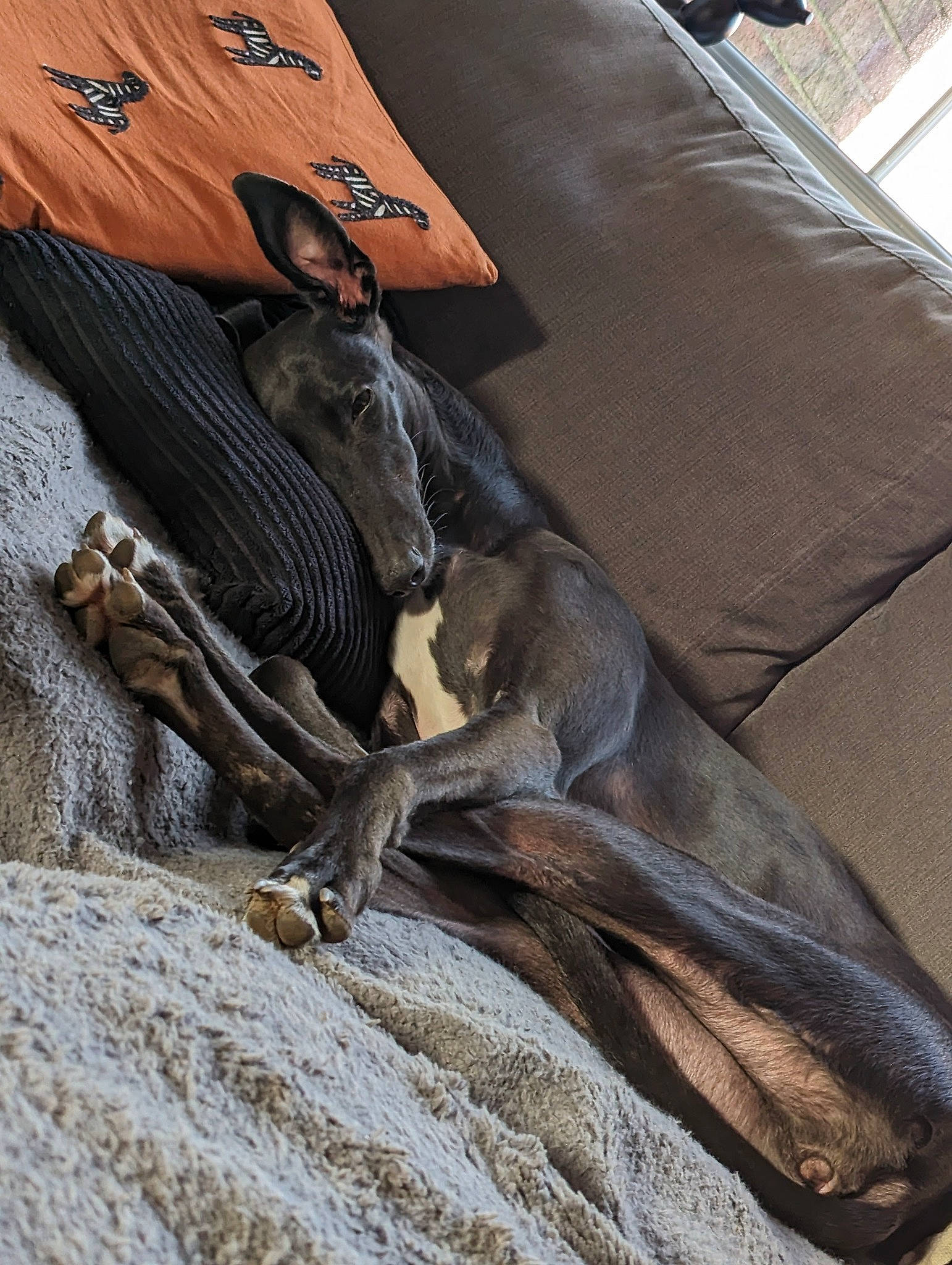 Bunny is registered to the contest to win money with this photo: feather, fur, grey, metal, tail, terrestrial_animal, trunk, wood