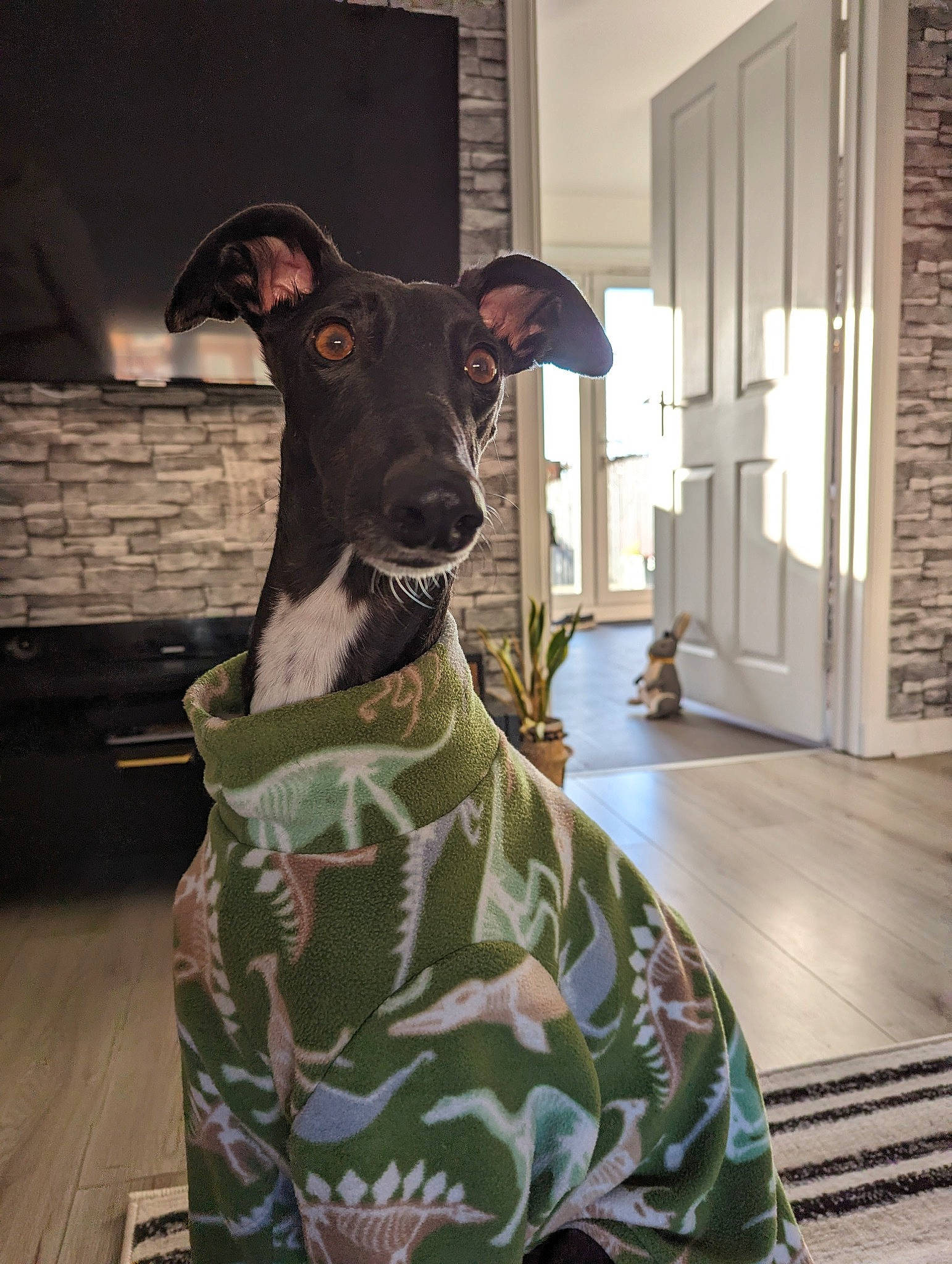 Bunny joined the competition — help win amazing prizes! art, camouflage, carnivore, chair, collar, companion_dog, dog, dog_breed, dog_supply, door, fawn, flooring, grey, hardwood, military_camouflage, pattern, snout, whiskers, wood, working_animal