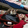 Turbo Cate Calvary joined the competition — help win amazing prizes! cat, calico_cat, bed, blanket, bag, pillow, room, furniture, comforter, indoor, curious, cozy, patterned_fabric, colorful, sleeping_area, pet, domestic_animal, resting, household, soft