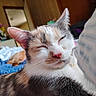 cat, calico_cat, sleepy, close_up, indoor, bed, furniture, painting, dressing_table, relaxed, pet, animal, whiskers, fur, pink_nose, ears, resting, cozy, domestic, blurred_background