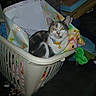 Turbo Cate Calvary is registered to the contest to win money with this photo: cat, calico_cat, laundry_basket, wrapping_paper, household_items, indoor, pet, feline, curious, yellow_eyes, collar, domestic_cat, sitting, colorful, fabric, clothing, plastic_bag, soft_lighting, close_up, looking_at_camera