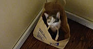Turbo Cate Calvary is registered to the contest to win money with this photo: cat, paper_bag, wooden_floor, corner, indoor, beige_wall, pet, animal, feline, curious, brown, white, black, domestic, small, flooring, household, shadow, object, container