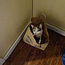 cat, paper_bag, wooden_floor, corner, indoor, beige_wall, pet, animal, feline, curious, brown, white, black, domestic, small, flooring, household, shadow, object, container