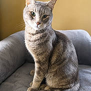 Blu Clint Calvary joined the competition — help win amazing prizes! cat, gray_cat, tabby, pet, animal, feline, sitting, chair, indoor, curious, fur, whiskers, tail, ears, eyes, portrait, cozy, domestic, soft_light, background