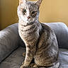 cat, gray_cat, tabby, pet, animal, feline, sitting, chair, indoor, curious, fur, whiskers, tail, ears, eyes, portrait, cozy, domestic, soft_light, background