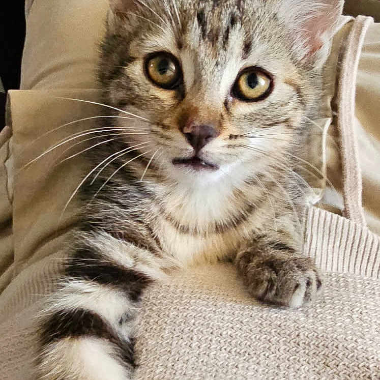 Leyla