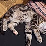 Leyla a rejoint le concours — aidez-le/la à gagner de superbes lots ! cat, kitten, tabby, sleeping, relaxed, tattoo, arm, fur, paw, whiskers, resting, indoor, floor, human, skin, animal, pet, cute, cozy, napping