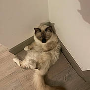 Shadow participe au concours pour gagner de l'argent avec cette photo : animal, cat, corner, cute, domestic, expression, feline, floor, fluffy, fur, indoor, light, pet, relaxed, resting, shadow, sitting, tail, wall, wooden_floor