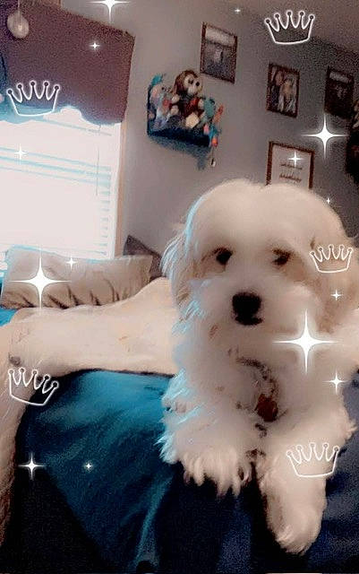 Piper Moon Bolden is registered to the contest to win money with this photo: canidae, carnivore, companion_dog, couch, dog, dog_breed, dog_supply, fur, labradoodle, maltepoo, non_sporting_group, picture_frame, poodle, puppy, room, small_terrier, sporting_group, terrier, toy_dog, working_animal