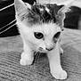 kitten, cat, animal, pet, close_up, black_and_white, curious, small, fur, whiskers, ears, eyes, paws, indoor, texture, soft_focus, cute, young, exploring, walking